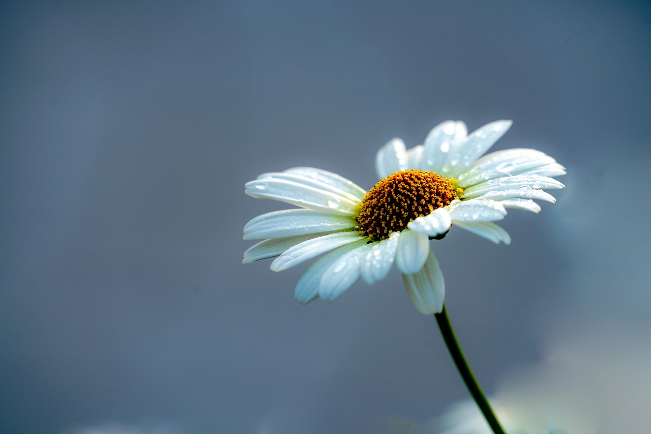 flower, plant, flower background, beautiful flowers, white flower, flower wallpaper, gujeolcho, nature